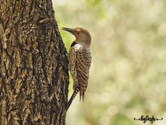 Colaptes