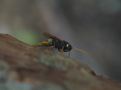 Urocerus gigas