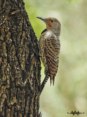 Colaptes