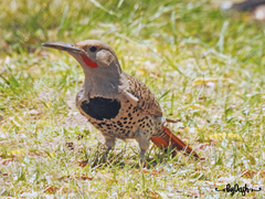 Colaptes