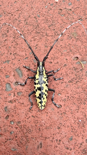 Deliathis batesi (Deliathis batesi)