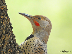 Colaptes