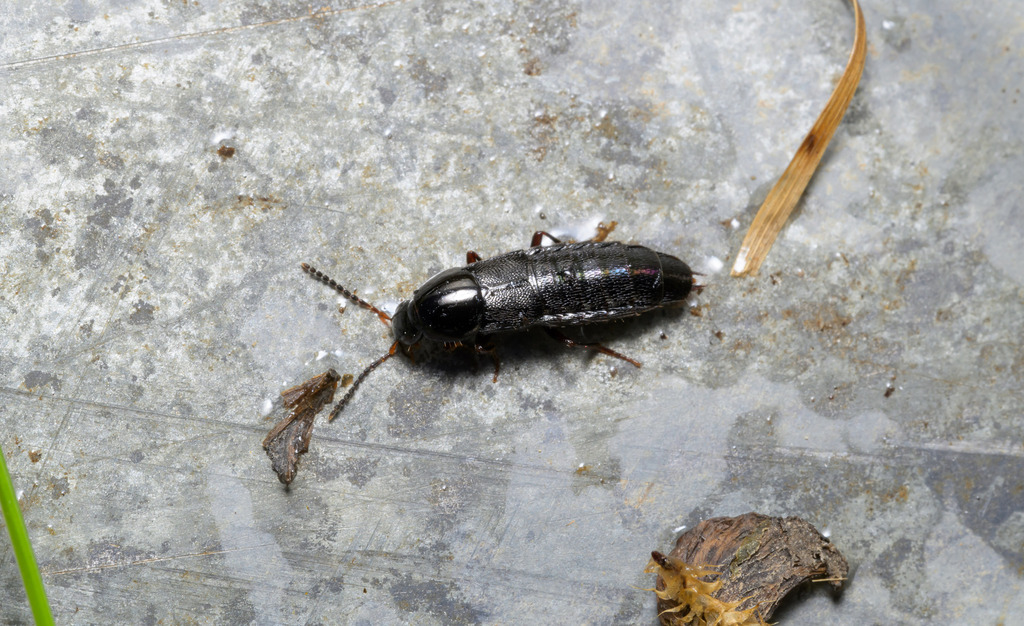 Euryporus picipes