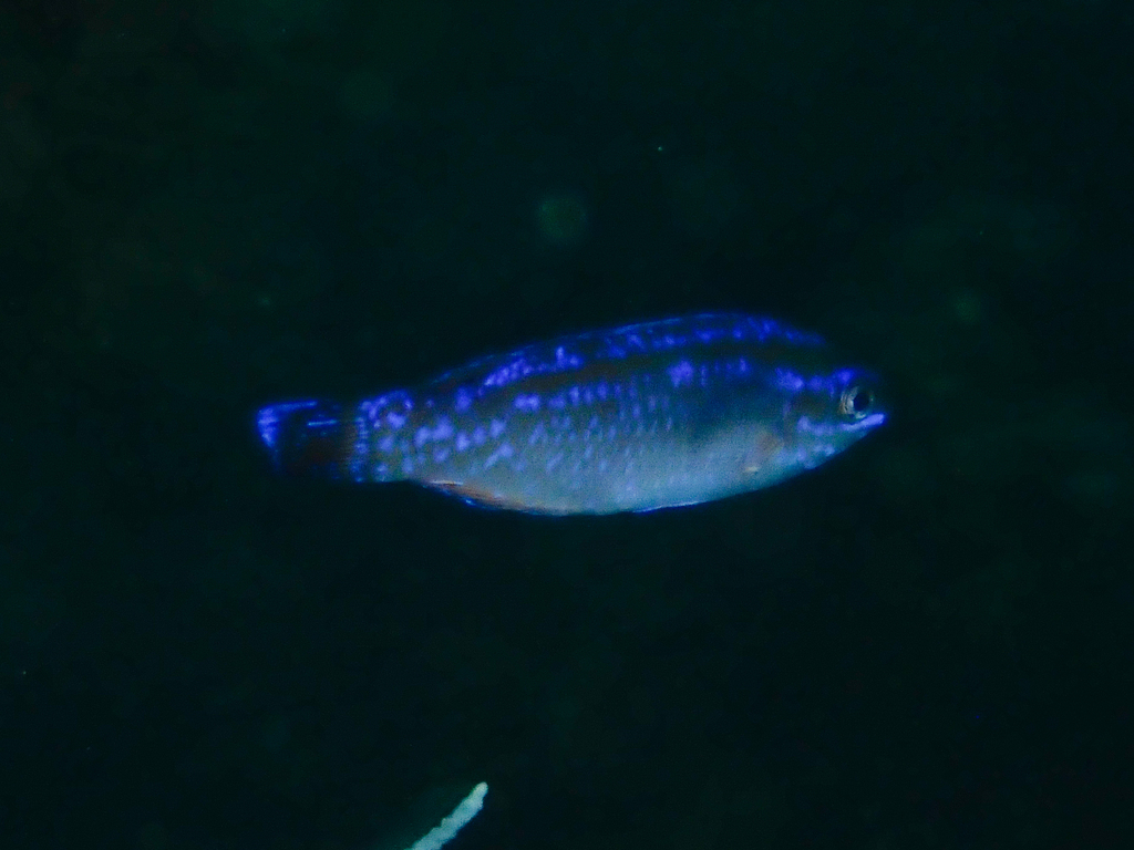Blacktailed wrasse