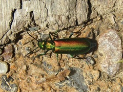 Lytta vesicatoria