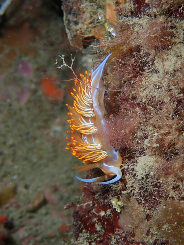 Nemesignis banyulensis