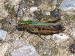 Omocestus