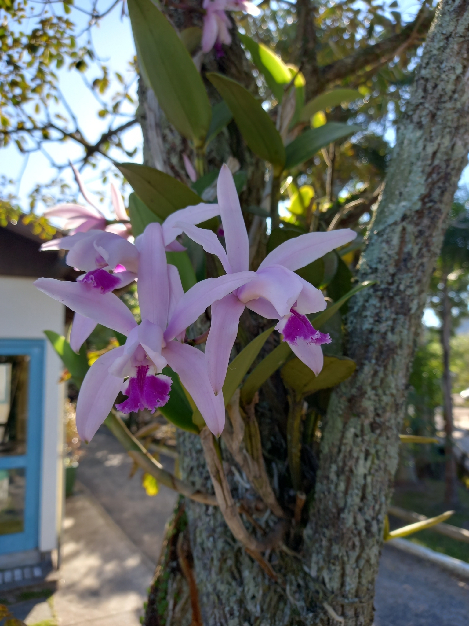Imagem de Orquídea