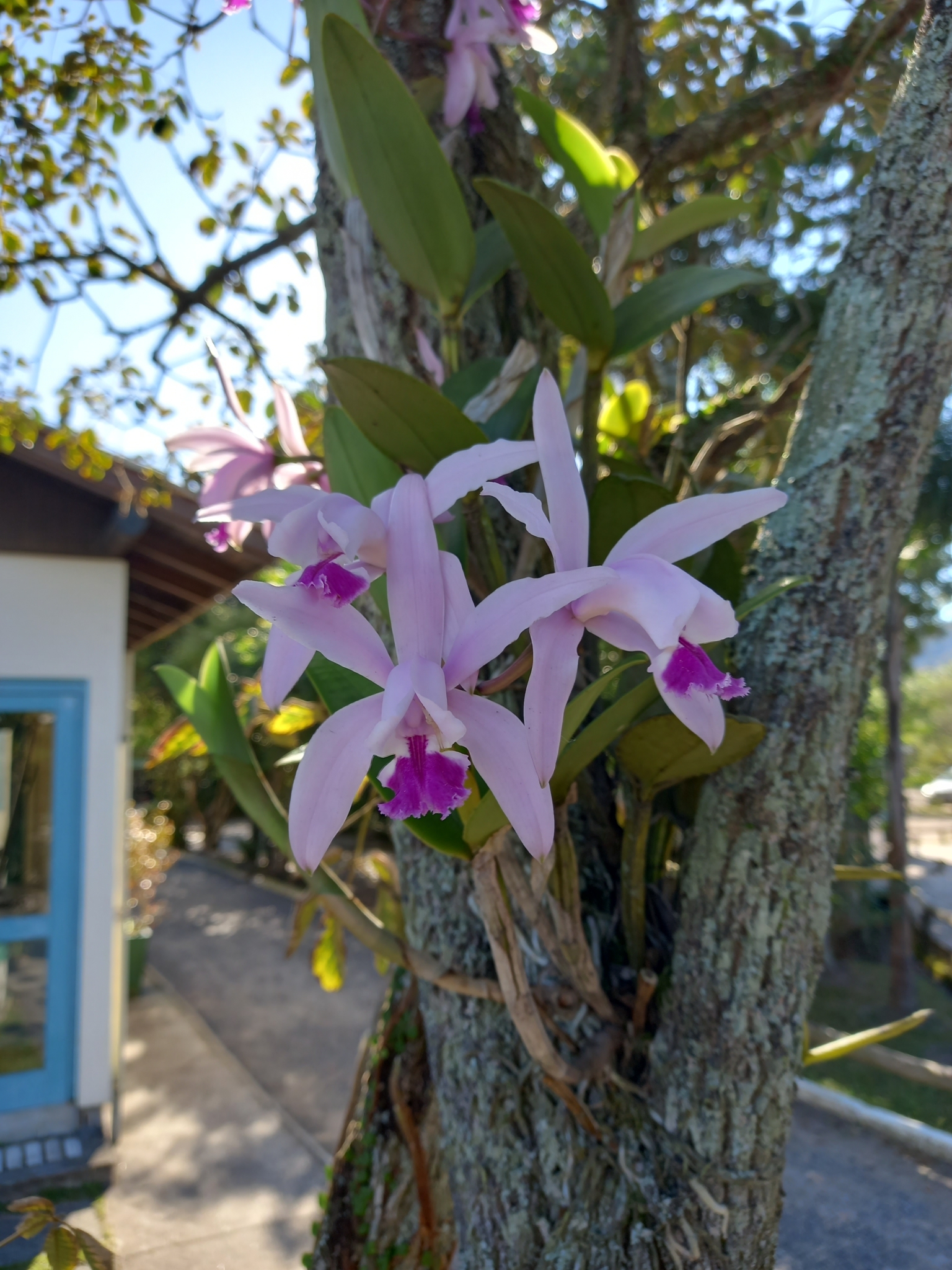 Imagem de Orquídea