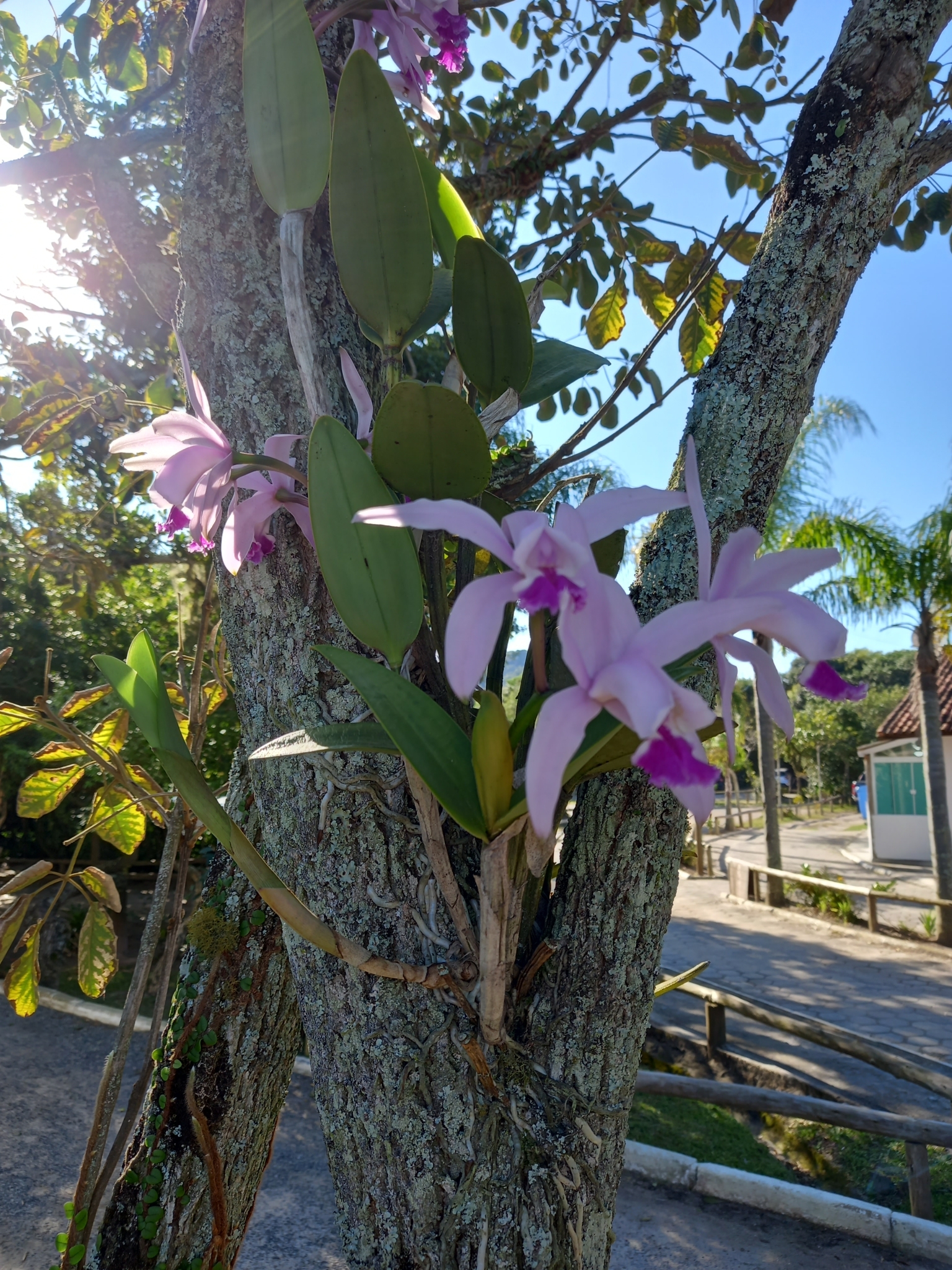 Imagem de Orquídea