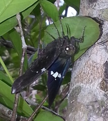 Astraptes