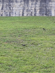 Sturnus vulgaris