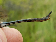 Somatochlora franklini