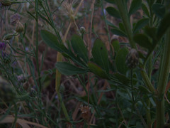 Centaurea collina