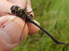 Somatochlora franklini