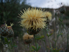 Centaurea collina