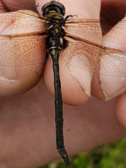 Somatochlora franklini