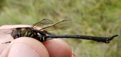 Somatochlora franklini