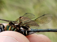 Somatochlora franklini