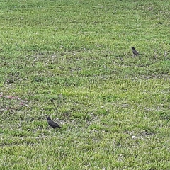 Sturnus vulgaris