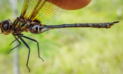 Somatochlora franklini