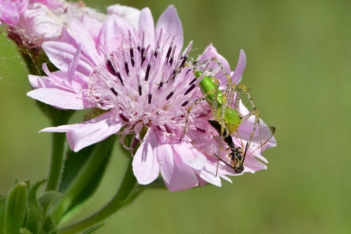 Green Lynx Spider, photo 4 of 9