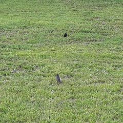Sturnus vulgaris