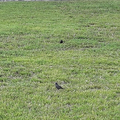 Sturnus vulgaris
