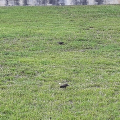 Sturnus vulgaris