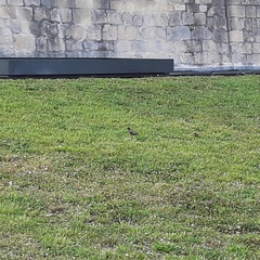 Sturnus vulgaris
