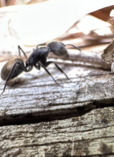 Camponotus chilensis