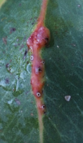 Eucalyptus Stem Gall Wasp photo 4