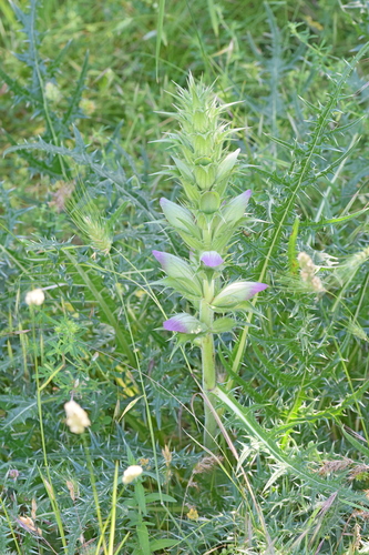 Image of Acanthus Caroli (Acanthus caroli) by (c) Kostas Zontanos, some rights reserved (CC BY)