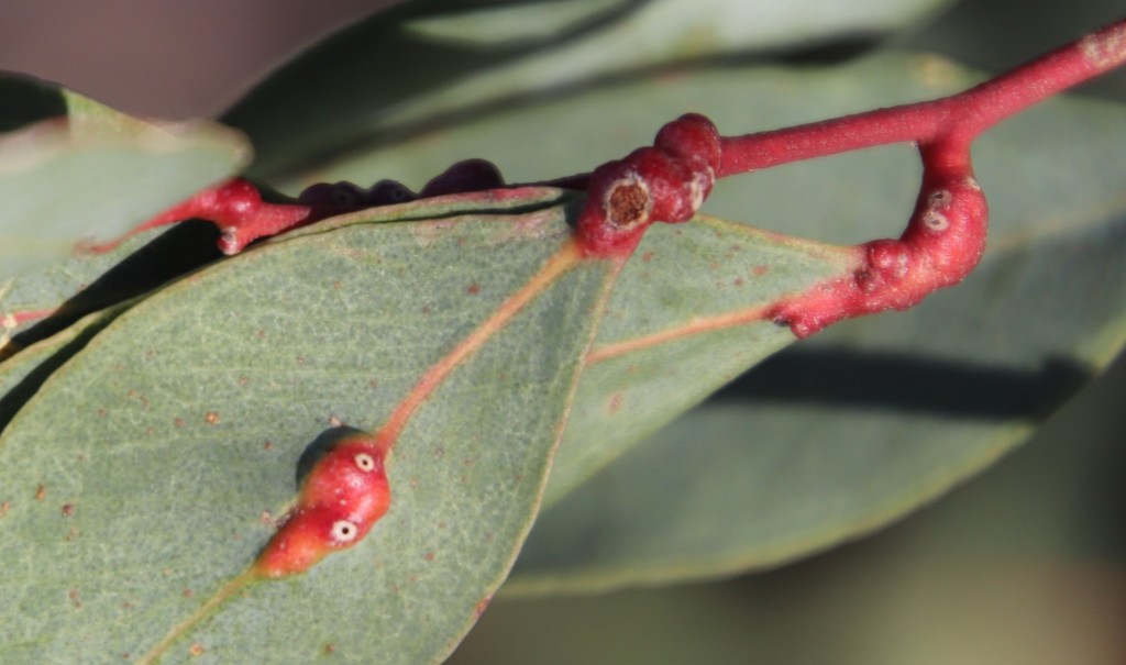 Eucalyptus Stem Gall Wasp