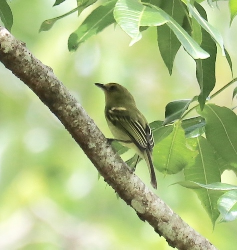 Tolmomyias flaviventris