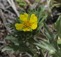 Potentilla wheeleri