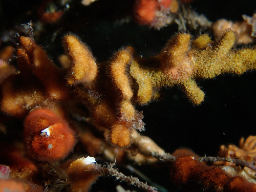 Turbicellepora avicularis