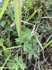 Corydalis pauciflora