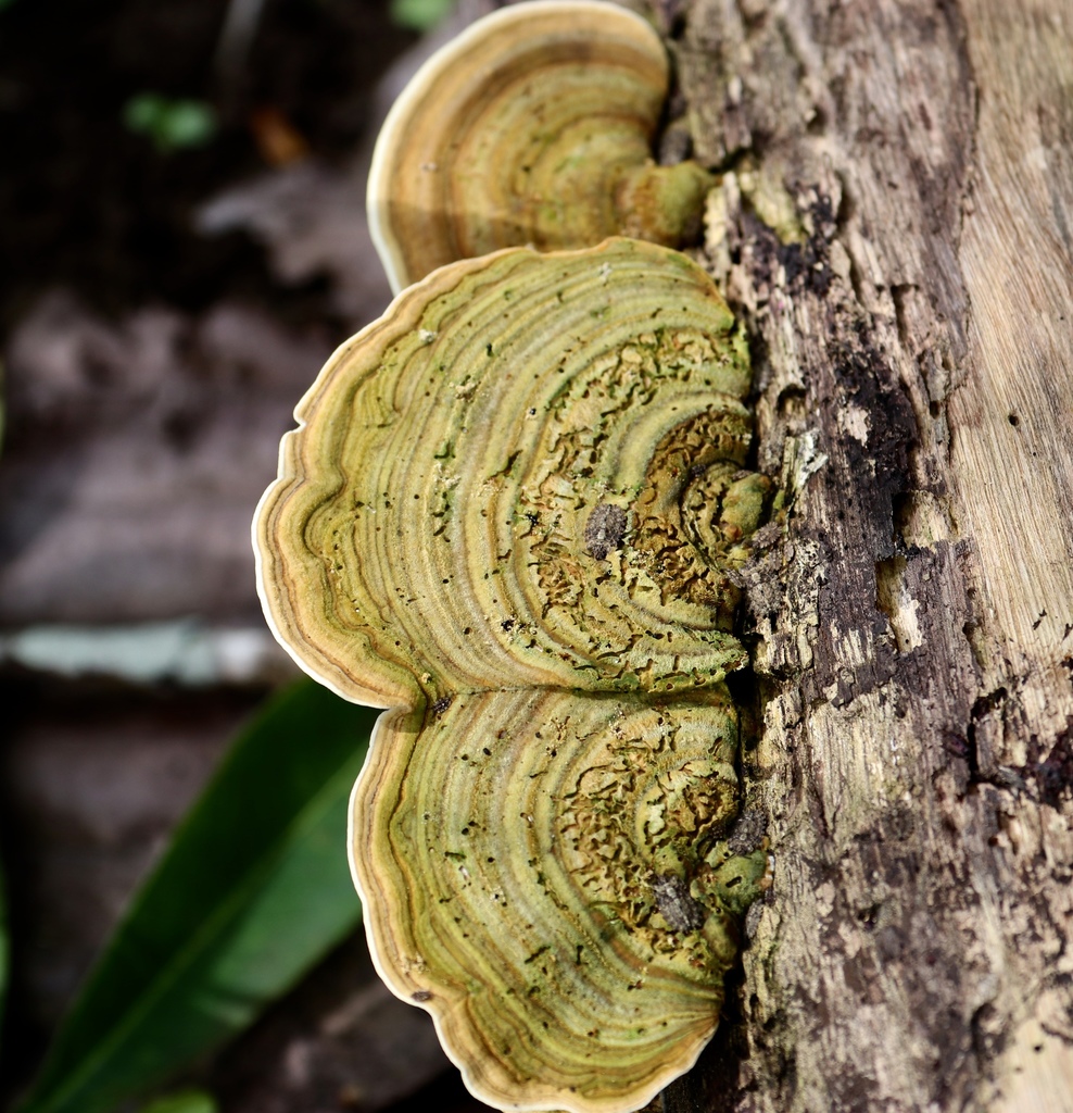 Trametes polyzona