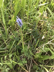 Corydalis pauciflora