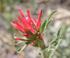 Castilleja martini martini