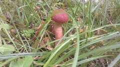Leccinum albostipitatum