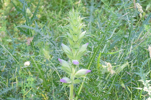 Image of Acanthus Caroli (Acanthus caroli) by (c) Kostas Zontanos, some rights reserved (CC BY)
