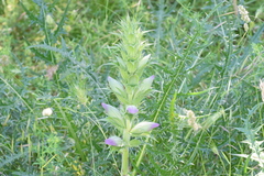 Acanthus spinosus