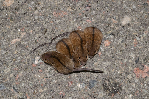 Striped Field Mouse, Стеклянная Радица, Брянская обл., Россия, 241560, photo 8 of 10