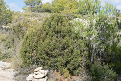 Juniperus phoenicea
