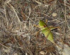 Pediodectes haldemanii