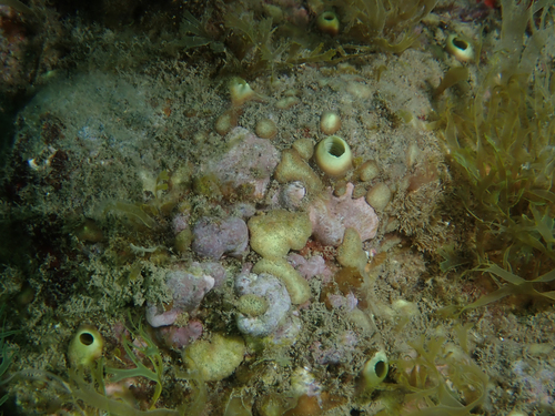green boring sponge