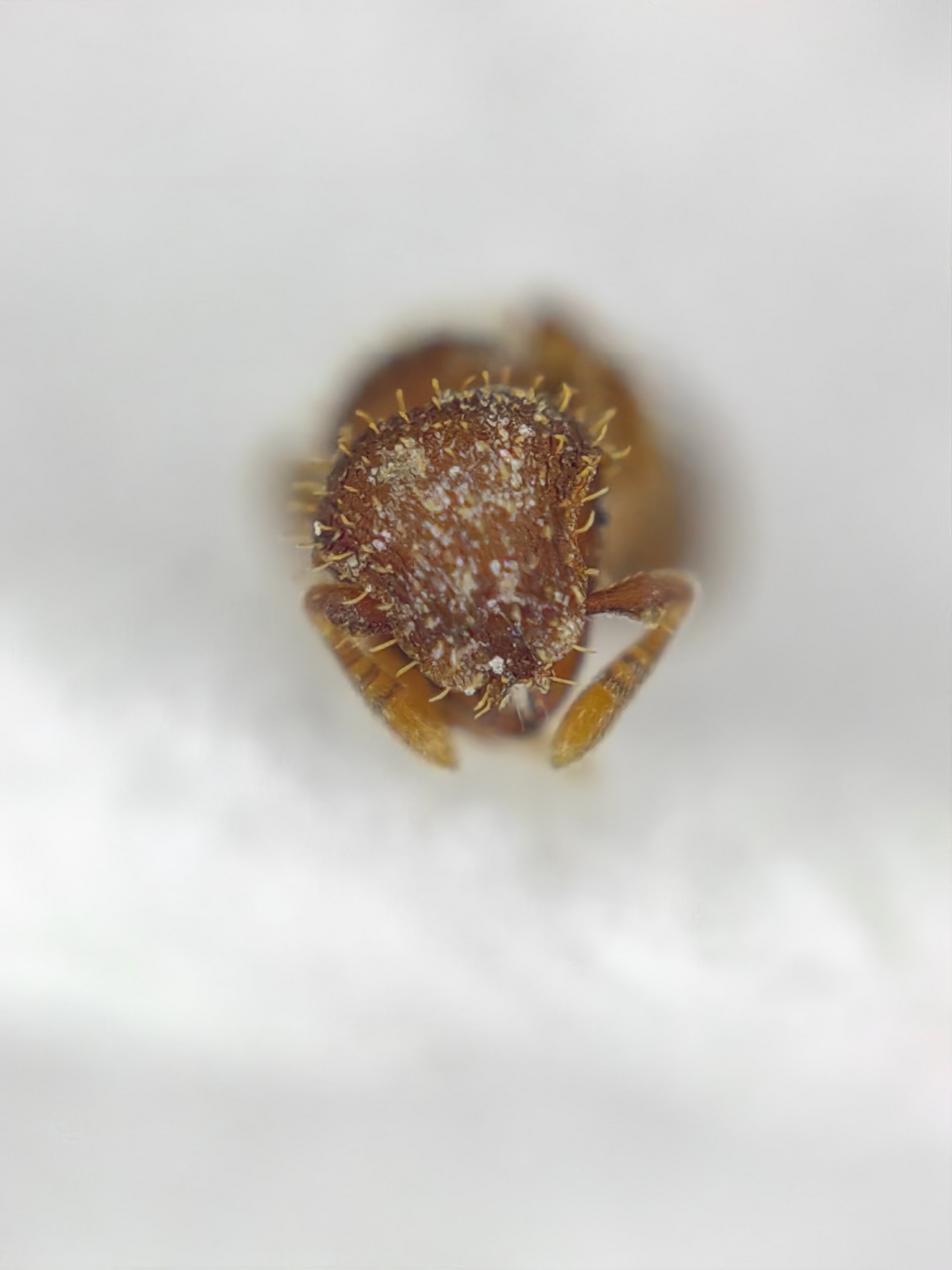 Calyptomyrmex wittmeri