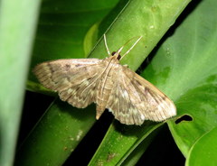 Herpetogramma aeglealis